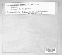 Umbilicaria hirsuta image